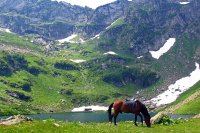 Альпийские луга Абхазии