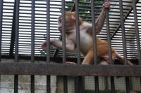 Обезьяний питомник в Сухуми