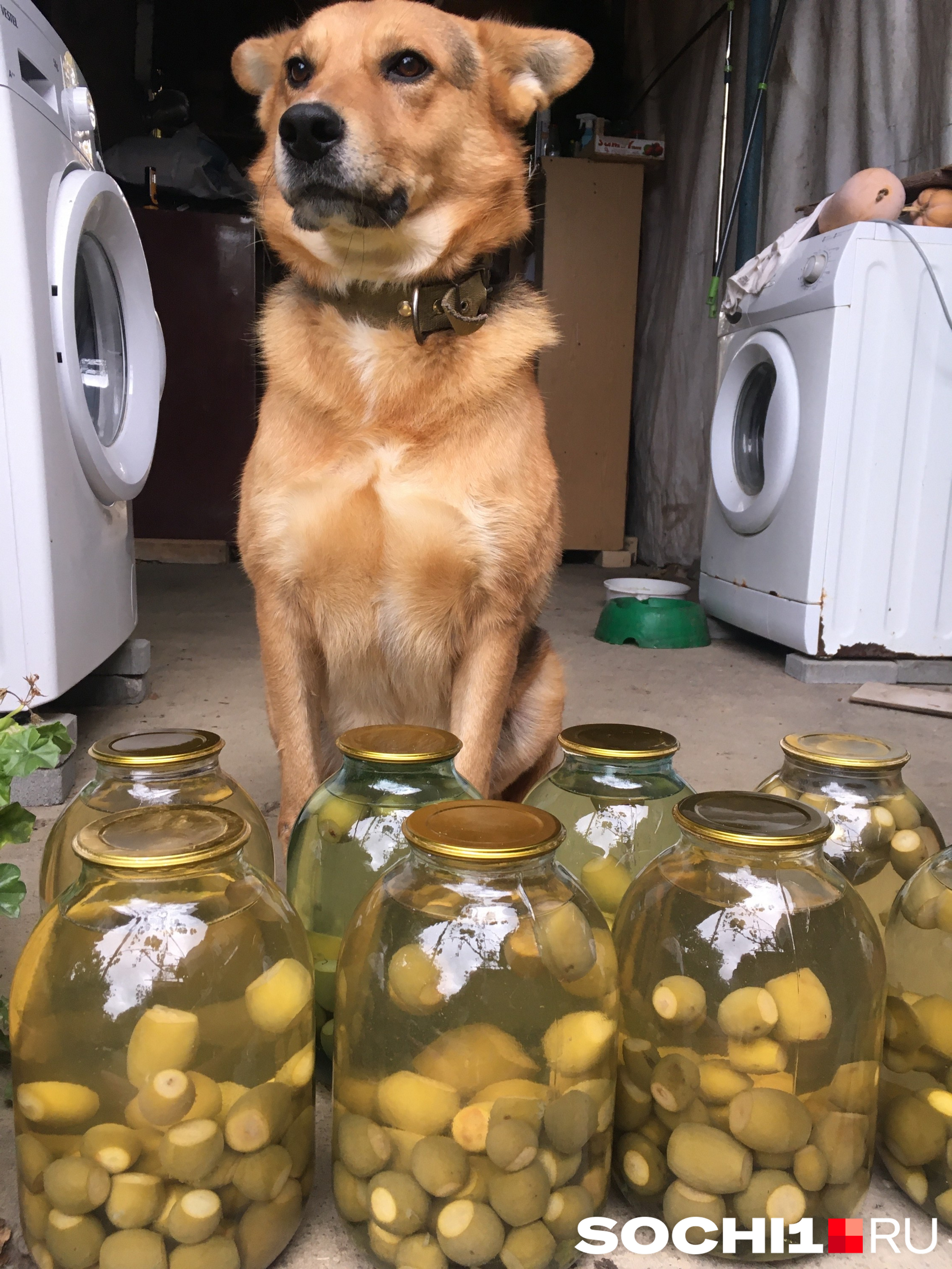 Компота из фейхоа в Абхазии варят много Компота из фейхоа в Абхазии варят много