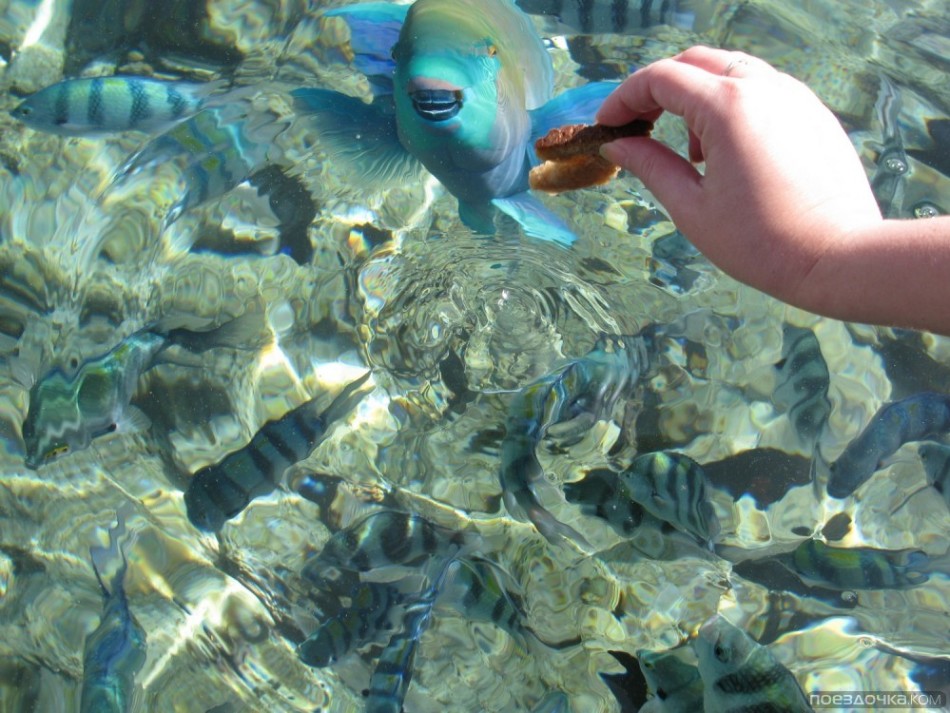 Турист кормит хлебом рыбу в красном море