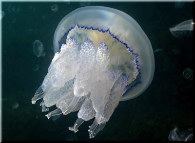 фото медузы корнерот