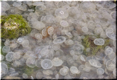 много аурелий