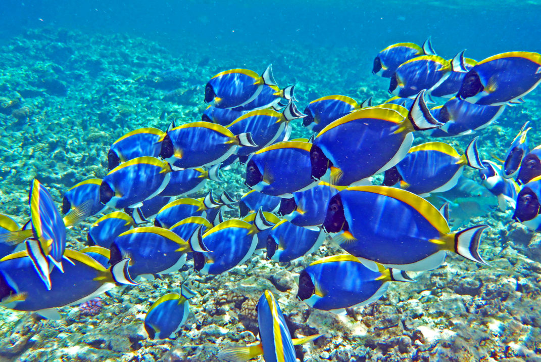 Красное море