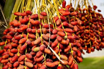 Финики в Египте