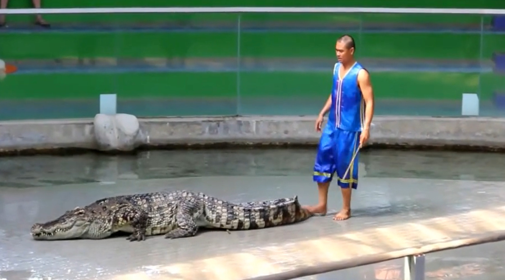 shou-krokodilov-i-zmej-v-sharm-el-shejh