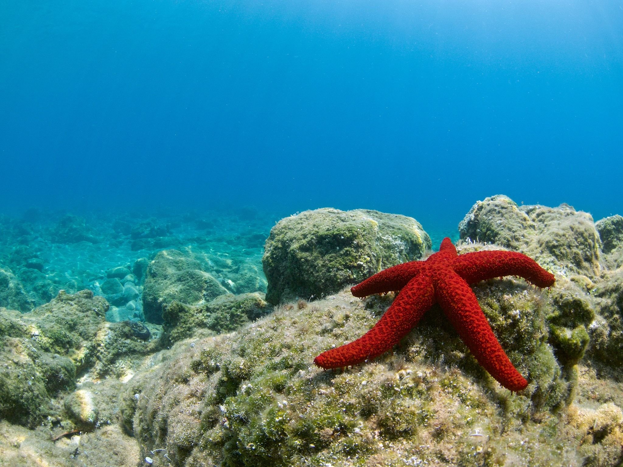 Красное море: почему оно так называется, солёность водоёма, обитатели, характеристики, климат, интересные факты