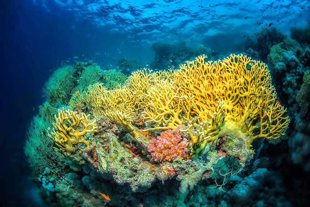 Красное море: почему оно так называется, солёность водоёма, обитатели, характеристики, климат, интересные факты