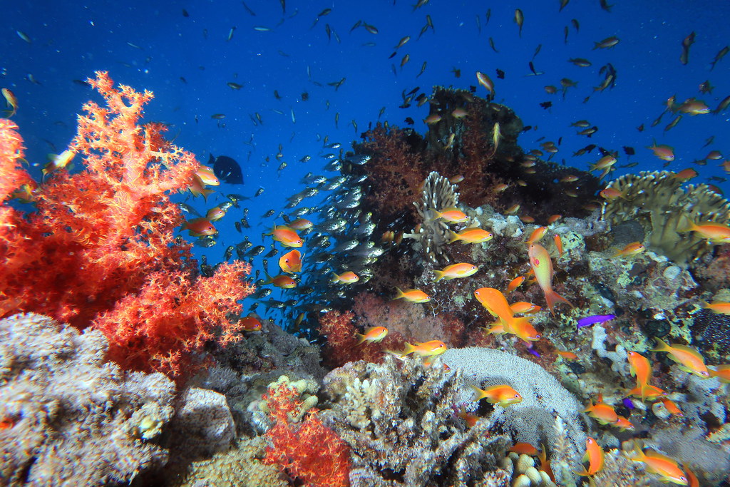 Красное море: почему оно так называется, солёность водоёма, обитатели, характеристики, климат, интересные факты