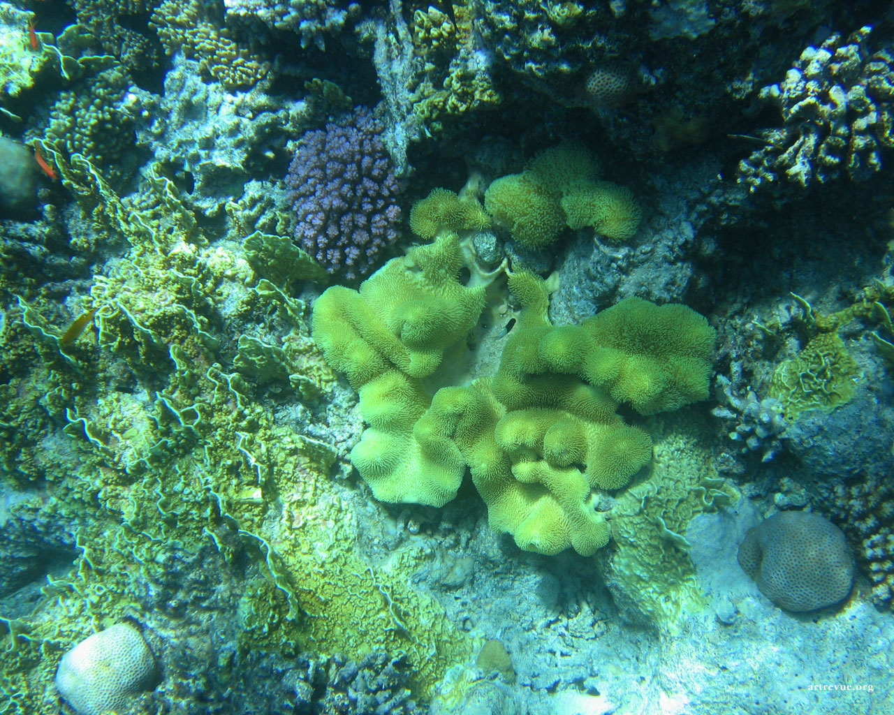 Красное море: почему оно так называется, солёность водоёма, обитатели, характеристики, климат, интересные факты