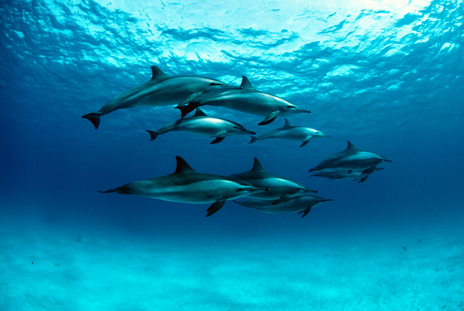 Красное море: почему оно так называется, солёность водоёма, обитатели, характеристики, климат, интересные факты