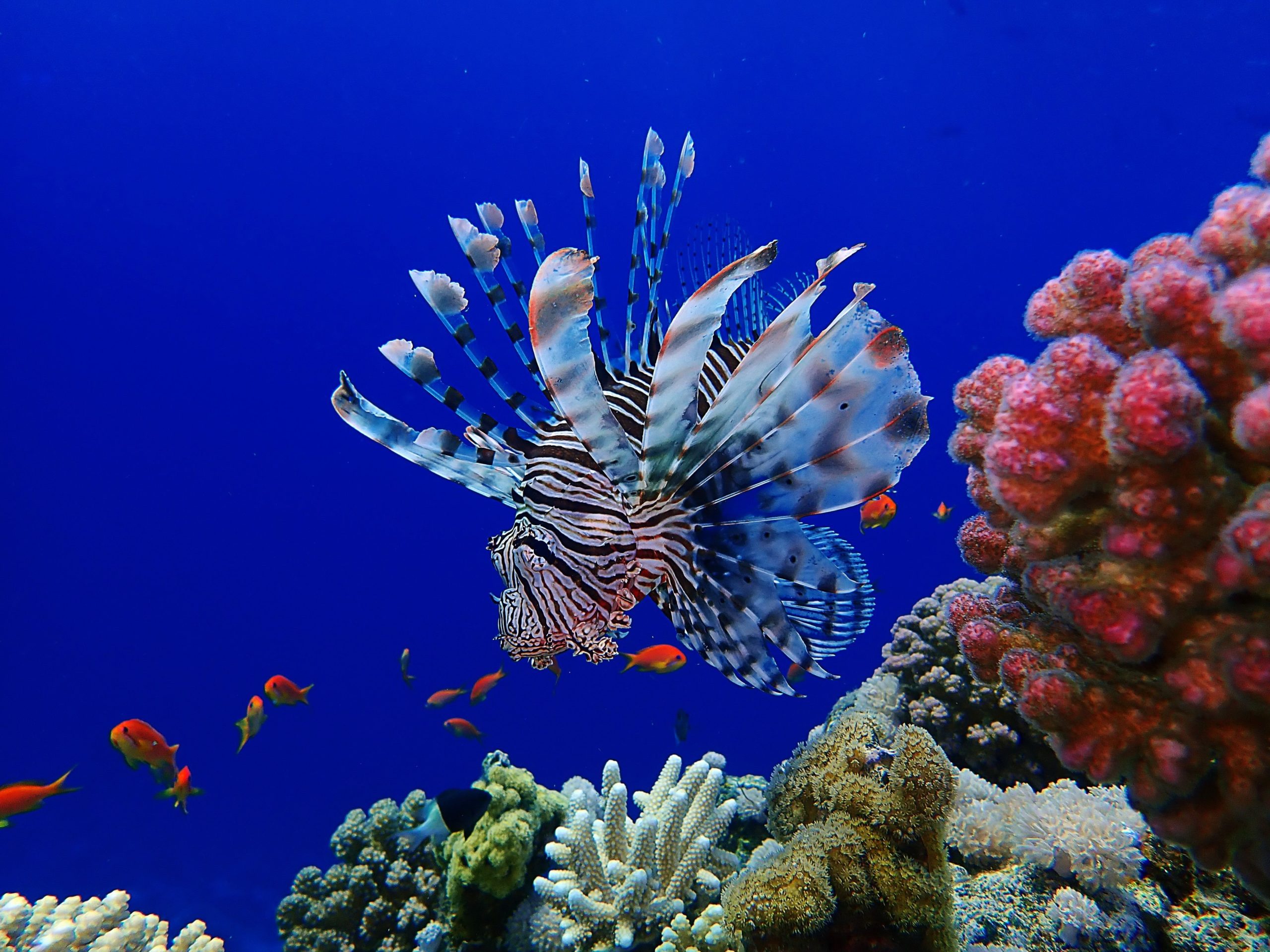 Красное море: почему оно так называется, солёность водоёма, обитатели, характеристики, климат, интересные факты