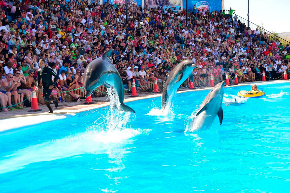 Дельфинарий