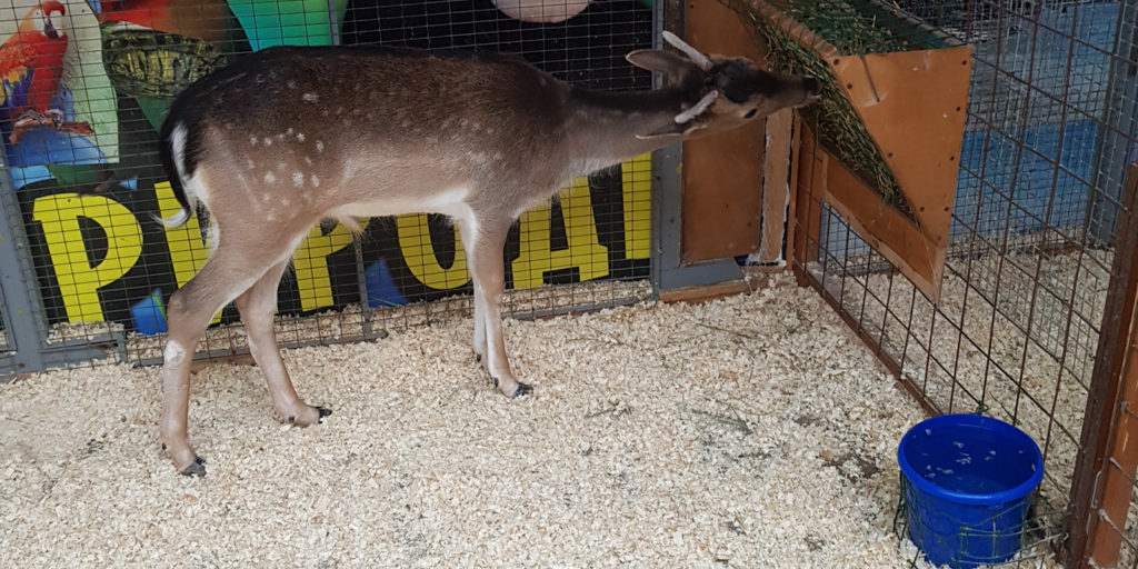 Зоопарк «Мир животных» в Анапе: цены, фото, адрес, как добраться